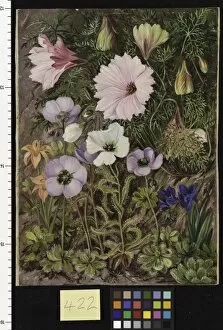 Marianne North Collection: 422. south African Sundews and other Flowers