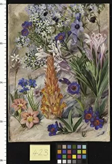 Marianne North Collection: 423. A Medley from Groot Post, South Africa