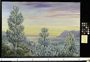 Marianne North Collection: 425. View from the Steps of Table Mountain through a Wood of Sil