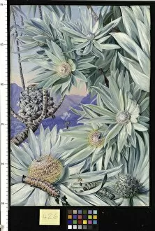Marianne North Collection: 426. Foliage, Flowers, and Fruit of the South African Silver Tre