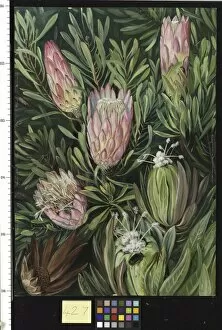 Marianne North Gallery: 427. Antics of Ants among the Flowers