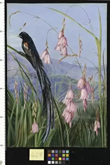 Marianne North Collection: 428. Pendulous Sparaxis and Long-tailed Finch in Van Staadens K