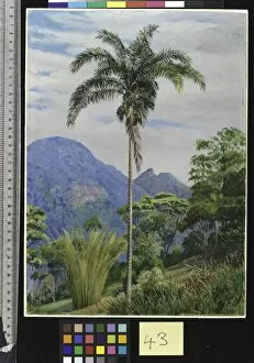 Brazil Gallery: 43. Tijuca, Brazil, with a Palm in the foreground