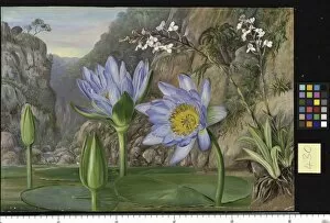 Images Dated 16th May 2011: 430. Water-Lily and surrounding vegetation in Van Staadens Kloo