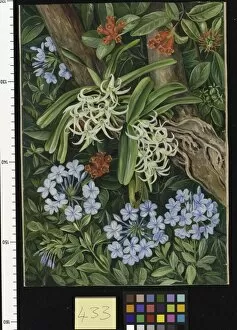 Marianne North Collection: 433. The Blue Plumbago in contrast, Van Staadens Kloof