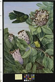 Flowers Gallery: 435. Protea and Golden-breasted Cuckoo, of South Africa