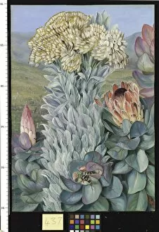 Marianne North Gallery: 437. Giant Everlasting and Protea, on the Hills near Port Elizab