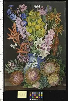 Marianne North Collection: 438. Wild Flowers of Ceres, South Africa