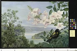 Marianne North Gallery: 439. View on the Kowie River, with Trumpet Flower in front
