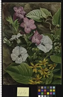 Marianne North Collection: 44. Some Brazilian Flowers