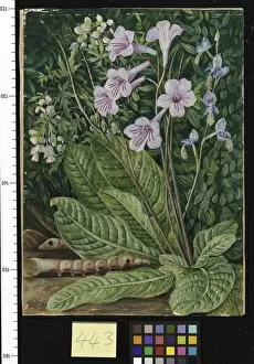 Marianne North Collection: 443. South African Flowers, and Snake - headed Cater pillars