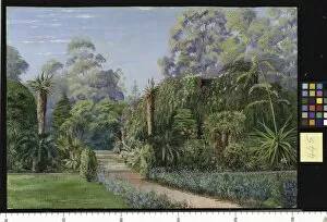 Marianne North Collection: 445. Scene in Dr. Atherstones Garden, Grahamstown