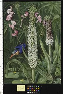 Marianne North Gallery: 446. Water-loving Plants and Kingfisher, near Grahamstown