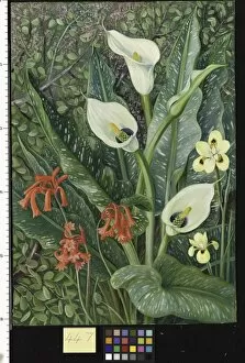 Marianne North Gallery: 447. Four South African Plants