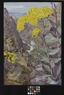 Marianne North Gallery: 448. View of the valley of Ceres, from Mitchells Pass, Cabbage 448