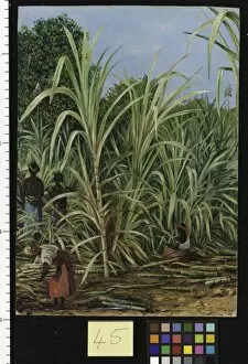 Marianne North Collection: 45. Harvesting the Sugar-Cane in Minas Geraes, Brazil