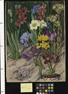 Marianne North Collection: 452. Flowers of Tulbagh, South Africa