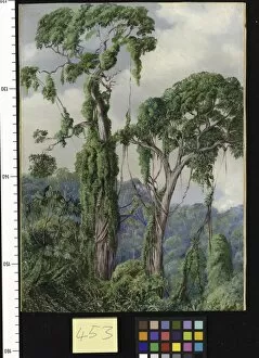 Marianne North Collection: 453. Yellow-wood Trees and Creepers in the Perie Bush