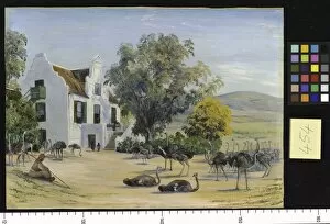 House Collection: 454. Ostrich Farming at Groot Post, South Africa