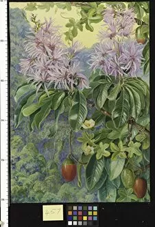 Marianne North Gallery: 457. Wild Chestnut and Climbing Plant of South Africa