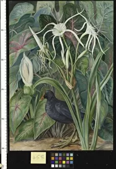 Bird Gallery: 458. A Swamp Plant and Moorhen, Seychelles