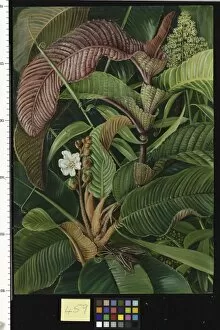459. Wormia and Flagellaria in the Seychelles