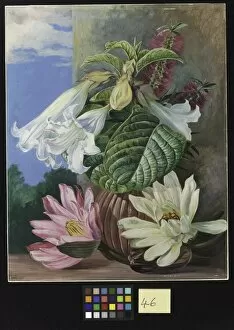 Marianne North Gallery: 46. Flowers cultivated in the Botanic Garden, Rio Janeiro, Brazi