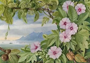 Marianne North Gallery: 460. Ipomoea and Vavangue with Mahe Harbour in the distance