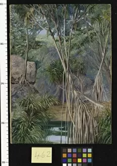 Marianne North Collection: 462. Screw-Pines in Praslin, Seychelles