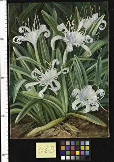 Marianne North Gallery: 463. An Asiatic Pancratium, colonised in the Seychelles