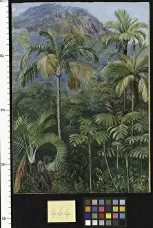 Marianne North Collection: 464. Palms in Mahe, Seychelles