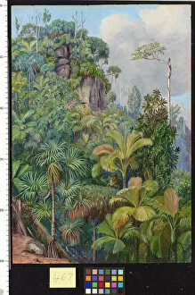 Marianne North Gallery: 467. Palms, Capucin Trees, etc. on the cliffs near Venns Town