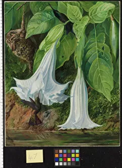 Marianne North Gallery: 47. Flowers of Datura and Humming Birds, Brazil