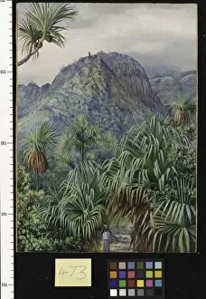 Marianne North Gallery: 473. Screw-Pines on the hills of Mahe, Seychelles