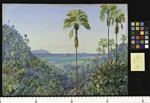Marianne North Collection: 474. Coco de Mer Gorge in Praslin, with distant view of Mahe Sil
