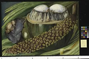 Marianne North Collection: 475. Male inflorescence and Ripe Nuts of the Coco de Mer, Seyche