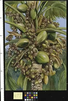 Marianne North Collection: 477. Female Coco de Mer bearing Fruit covered with small Green L