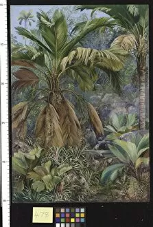 Marianne North Gallery: 478. Wild Pine Apples, and Stevensonia and other Palms, Praslin