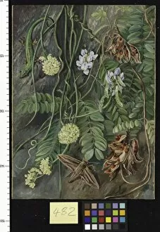 Marianne North Gallery: 482. Two trailing-plants with Lizard and Moth from Ile Aride, Se