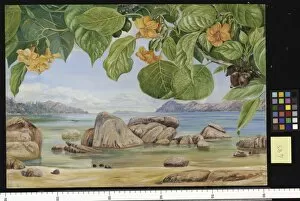 Marianne North Gallery: 485. Foliage, Flowers, and Fruit of a common tree of the sea-sho