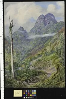 Marianne North Gallery: 486. The highest point in Mahe with dead Capucin trees in the va