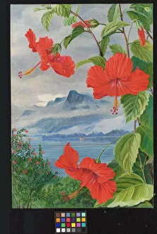 Marianne North Collection: 488. Mandrinette and mountain home of the Pitcher Plant in the distance