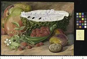Marianne North Gallery: 490. Fruit grown in the Seychelles
