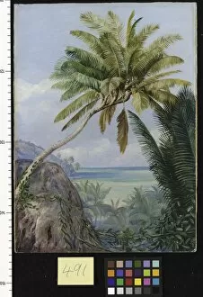Marianne North Gallery: 491. The Six-headed Cocoanut Palm of Mahe, Seychelles