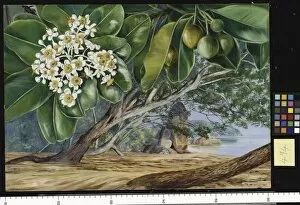 Praslin Gallery: 494. Foliage, Flowers, and Fruit of the Tatamaka, Praslin