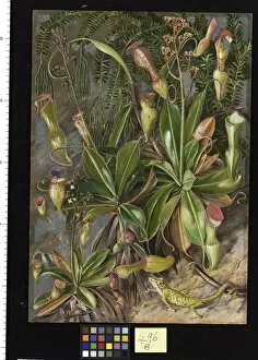 Marianne North Gallery: 496. The Seychelles Pitcher Plant in blossom and Chamaeleon