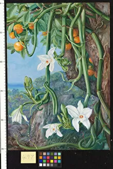 Marianne North Gallery: 497. Native Vanilla hanging from the Wild Orange, . Praslin, Seyc