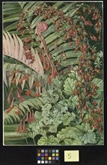 Marianne North Gallery: 5. Fern and Flowers bordering the river at Chanleon, Chili