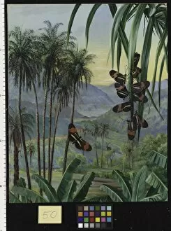 Palm Leaf Gallery: 50. Landscape at Morro Velho, Brazil