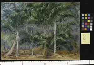 Marianne North Gallery: 500. A group of Palms in Mahe, Seychelles